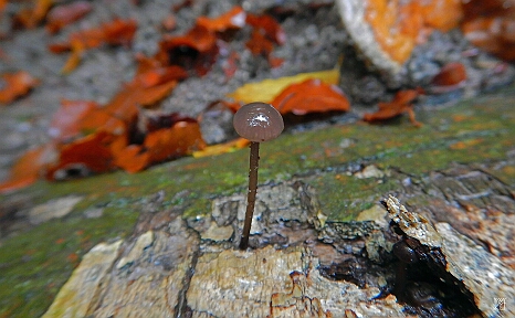DSCN6423