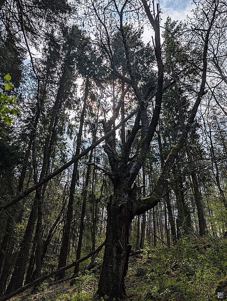 PXL_20250405_084318485