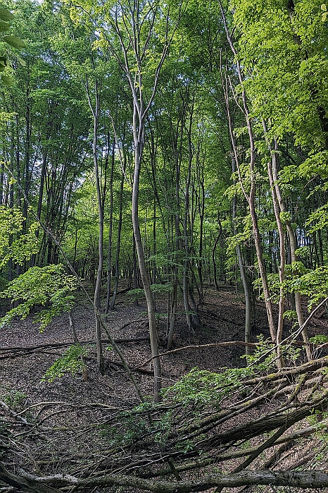 PXL_20240420_065745296